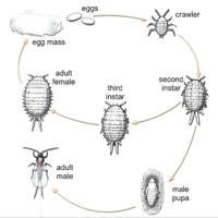 Combatting Mealybugs in Garden with NanoBugX