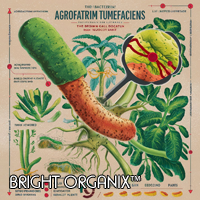 Agrobacterium Tumefaciens