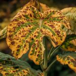 Xanthomonas Leaf Spot